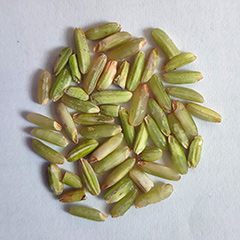 Rice sorting case(图1)