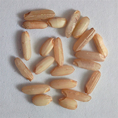 Rice sorting case(图5)