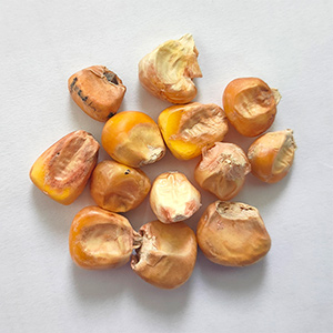 Corn sorting case(图1)