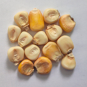 Corn sorting case(图2)