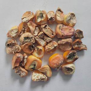 Corn sorting case(图5)