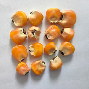 Corn sorting case(图6) Corn sorting case(图6)