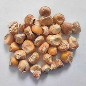 Corn sorting case(图7)