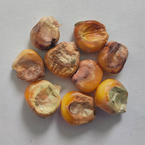Corn sorting case(图9) Corn sorting case(图9)