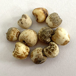 Coix seed sorting case(图1)