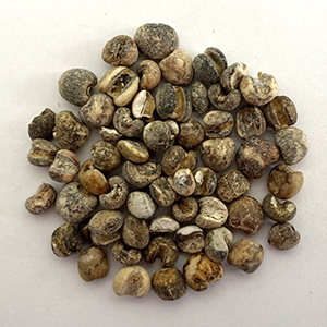 Coix seed sorting case(图2)