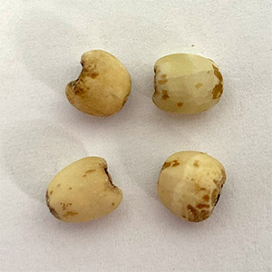 Coix seed sorting case(图4)