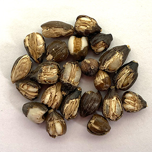 Coix seed sorting case(图5)