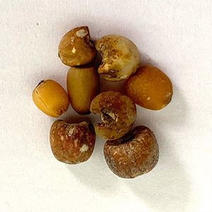 Coix seed sorting case(图6)