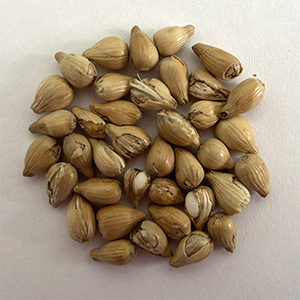 Coix seed sorting case(图7)