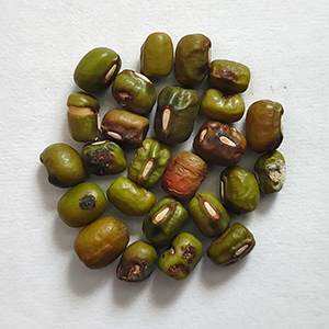 Mung bean sorting case(图1)