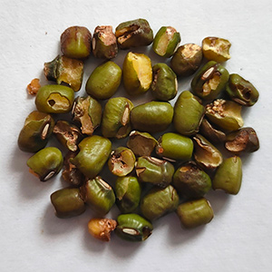 Mung bean sorting case(图4)