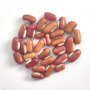 Red bean color sorting case(图2)